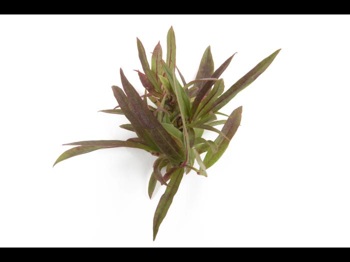 Bleuet en corymbe_glyphosate (9)_7