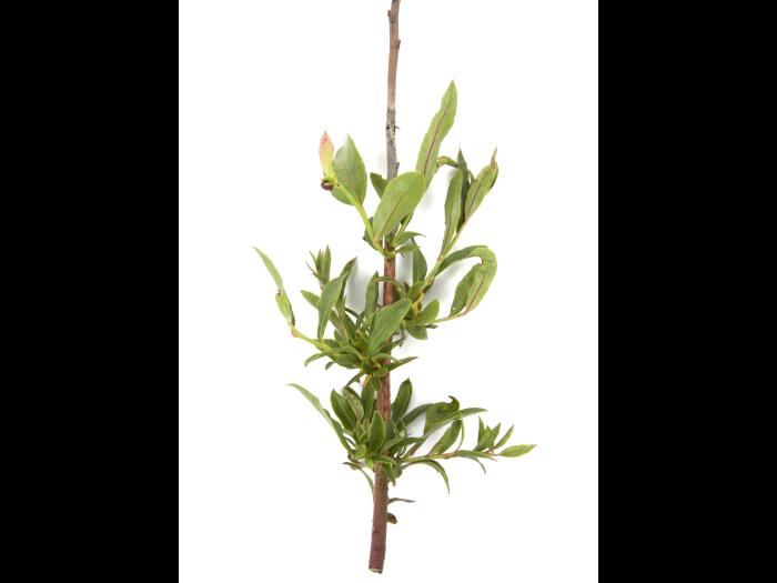 Bleuet en corymbe_glyphosate (9)_8