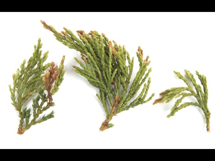 Genévrier_glyphosate (9)_2