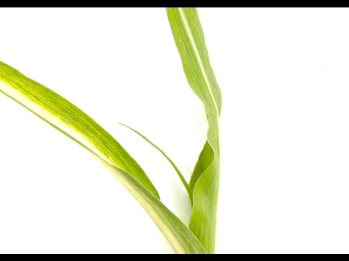 Maïs sucré_glyphosate (9)_3