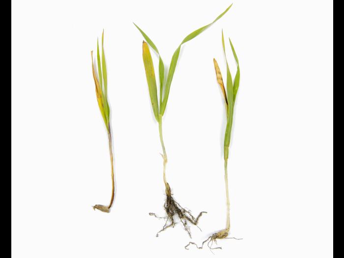 Orge - fomésafène (14)_2