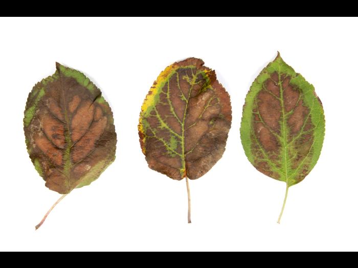 Feuilles de pommier avec brûlures