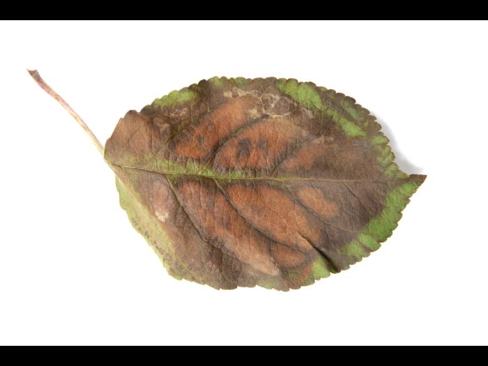 Pomme_calcium (Ca)_4