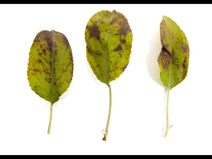 Pomme - cuivre (sulfate de cuivre tribasique) (M1)_2