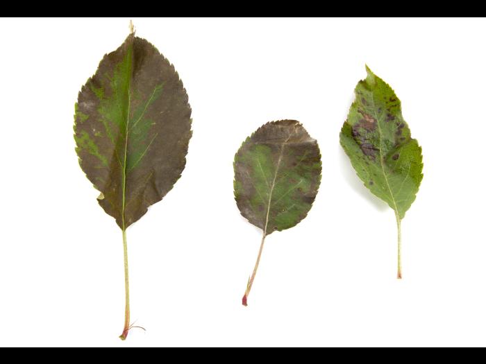 Pomme - cuivre (sulfate de cuivre tribasique) (M1)_3