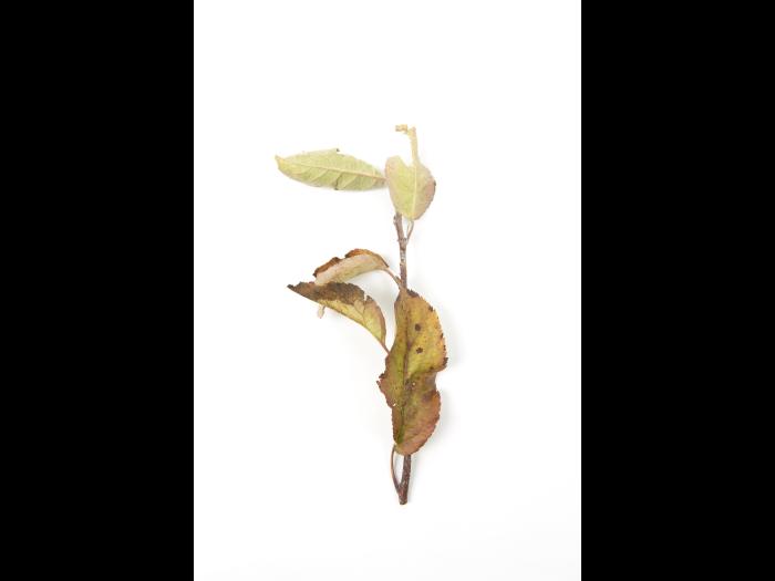 Pommier - glyphosate (9)_1