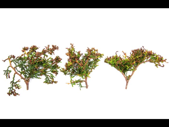 Feuilles de thuya avec jaunissements, brûlures et déformations