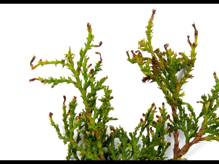 Thuyas_dicamba (4)_5