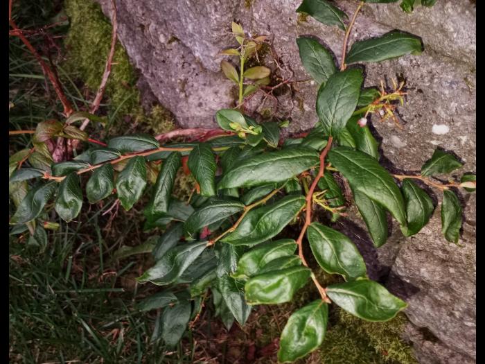 Bleuet en corymbe - dicamba (4)_1