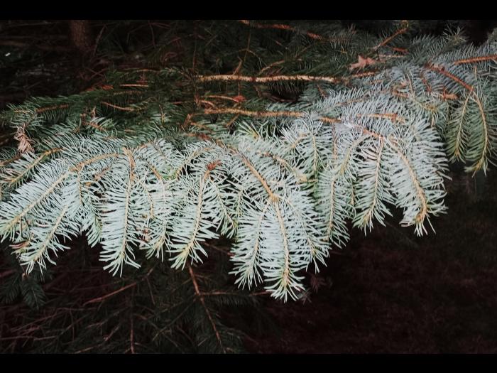 Épinette du Colorado - dicamba (4)_4