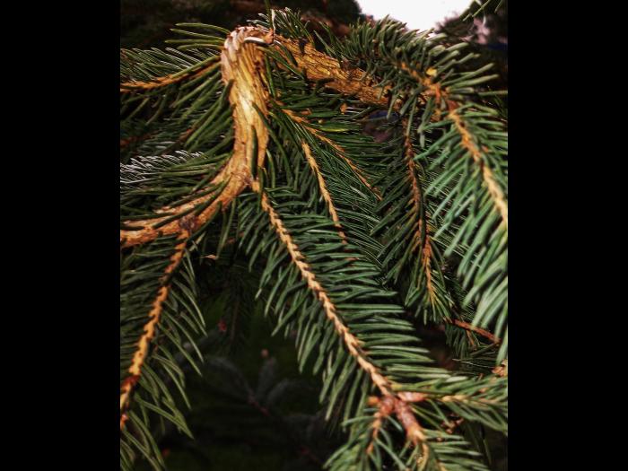 Épinette du Colorado - dicamba (4)_2