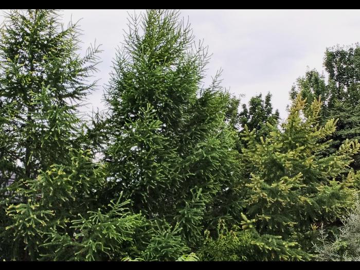 Mélèze laricin - dicamba (4)_1