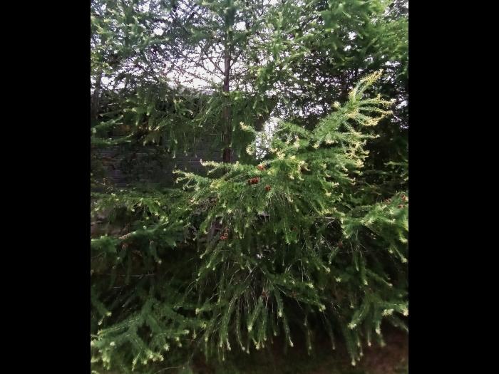 Mélèze laricin - dicamba (4)_3