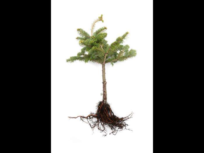 Sapins_pourriture des racines (Phytophthora abietivora)_1