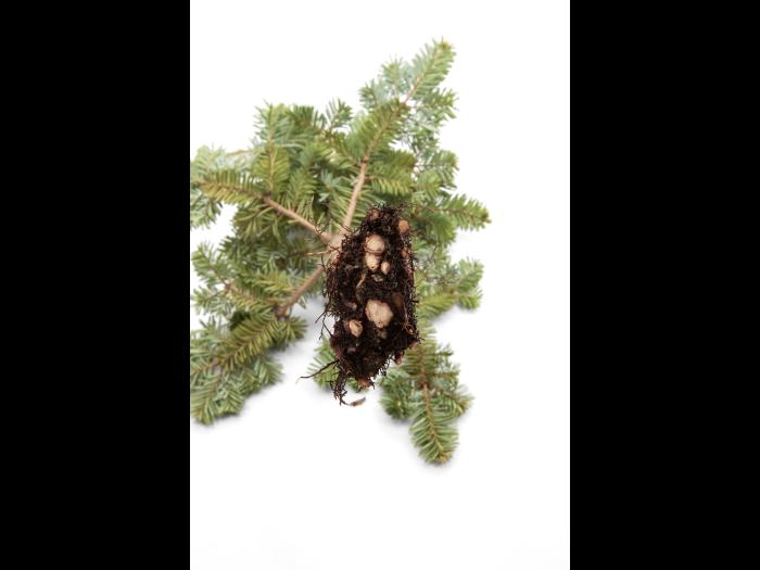 Sapins_pourriture des racines (Phytophthora abietivora)