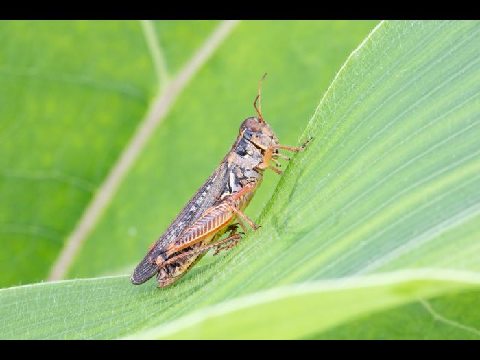 Criquet voyageur (Melanoplus sanguinipes)_3