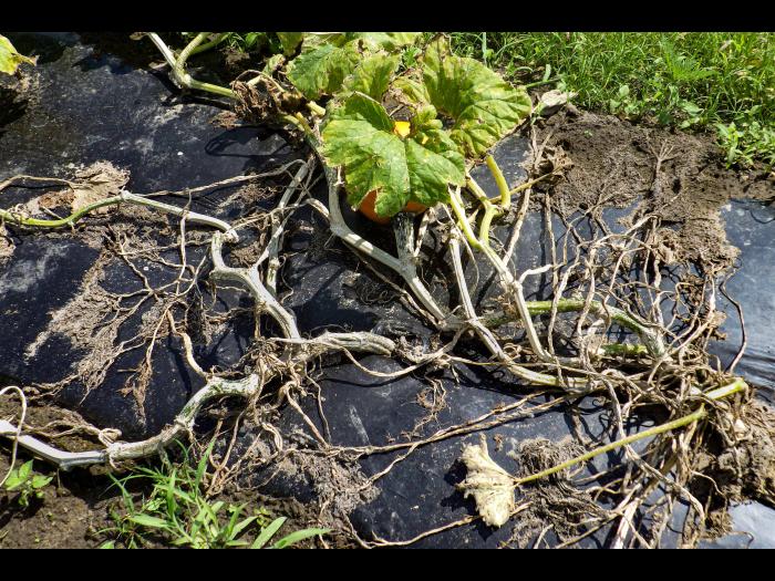 Citrouille plectosporium tabacinum