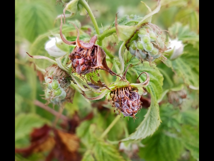Cladosporiose framboise