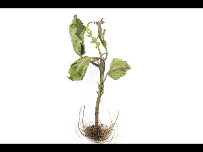 Aubergine - S-Métolachlore (15)_1