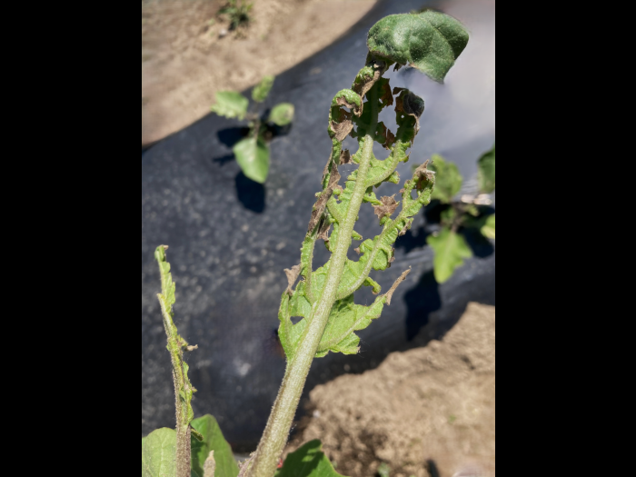 Aubergine - S-Métolachlore (15)_4