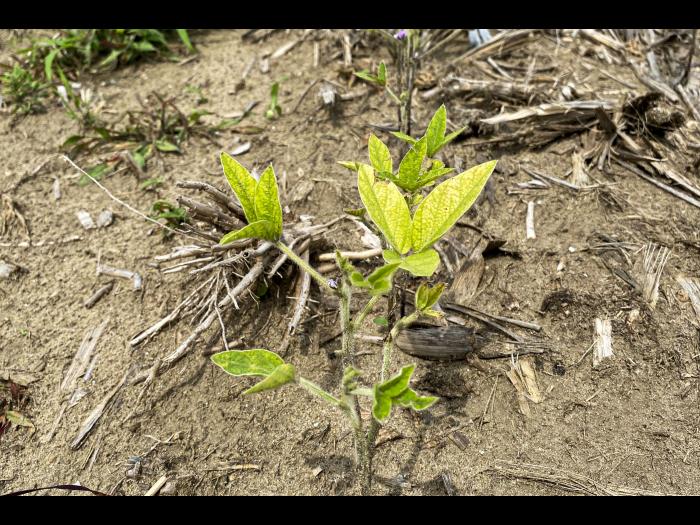 Soya - Heterodera glycines (NKS)