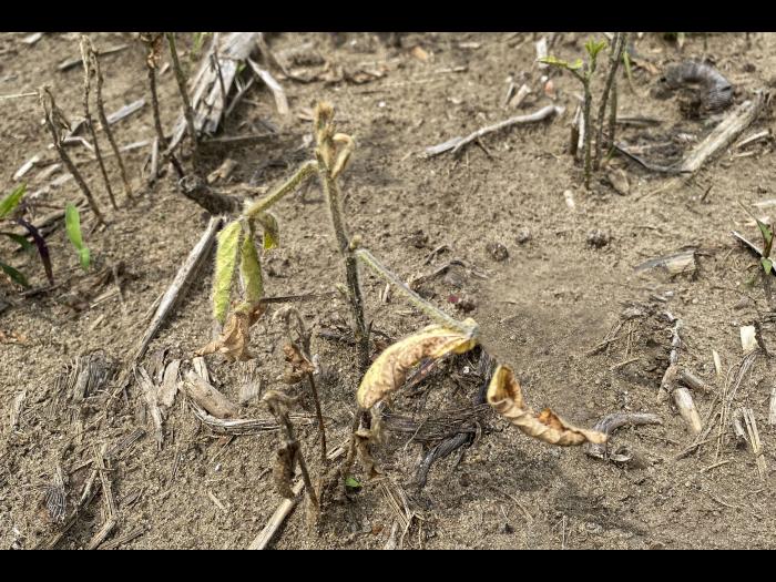Soya - Heterodera glycines (NKS)