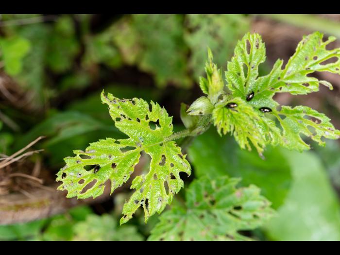 Psylliodes attenuata