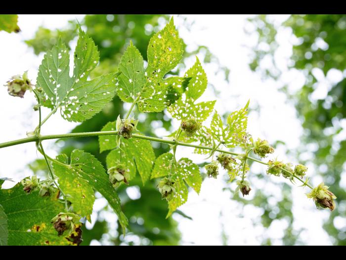 Psylliodes attenuata