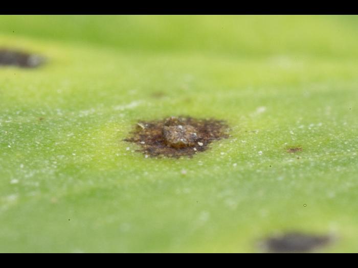 Luzerne - Tache commune (Pseudopeziza medicaginis)