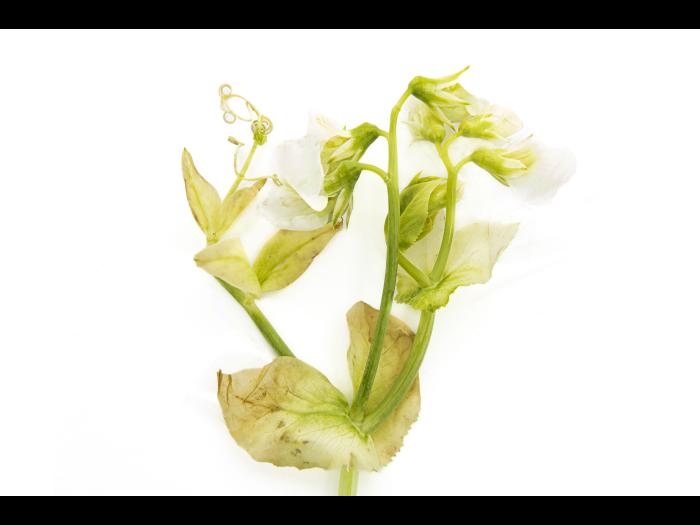 Pois - glyphosate (9)_8