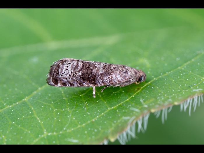 Tordeuse orientale du pêcher (Grapholita molesta)_1