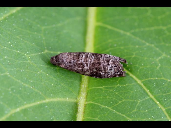 Tordeuse orientale du pêcher (Grapholita molesta)_2