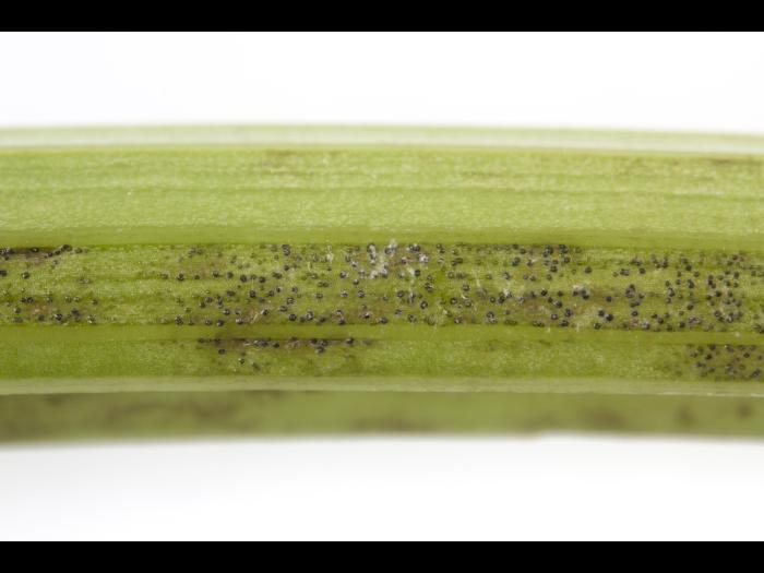 celeri_sep_41427d_ad_iriis