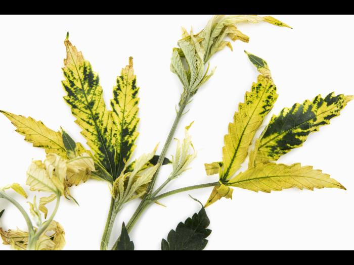 Cannabis_quinclorac (4)_5