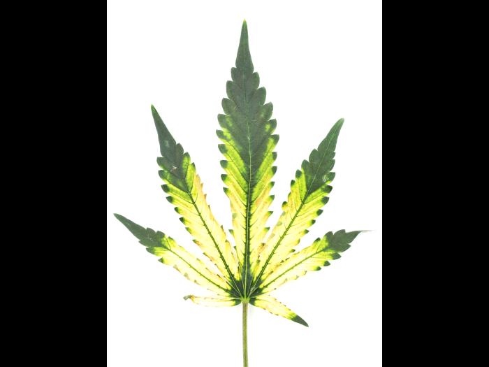 Cannabis_quinclorac (4)_3