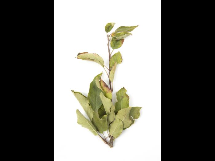 Pomme_glyphosate (9)_13