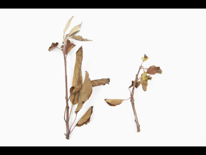 Pomme_glyphosate (9)_15