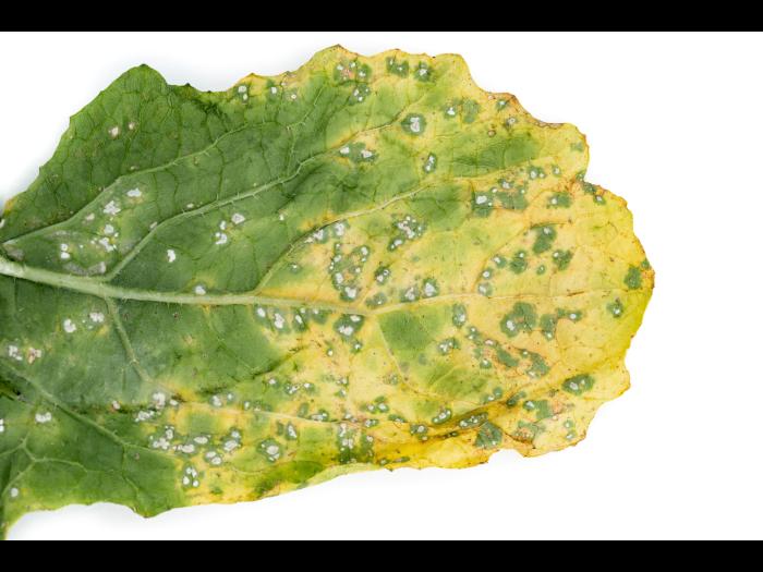 Navet - Rouille blanche des crucifères (Albugo candida)