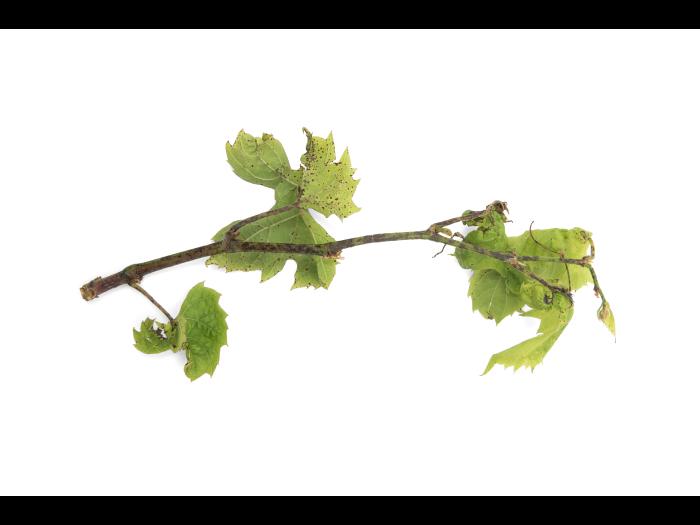 Vigne - Excoriose (Diaporthe neoviticola)