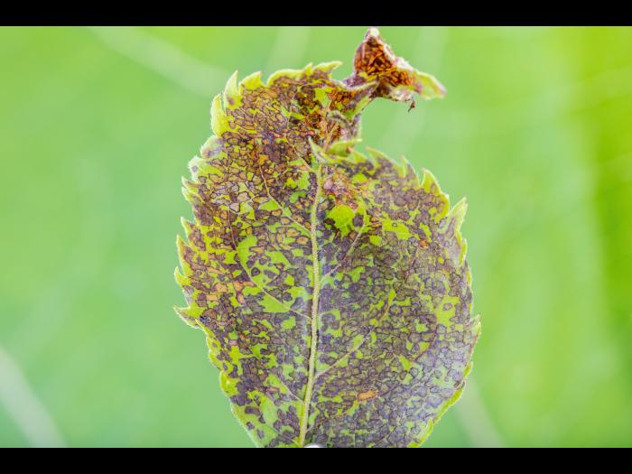Punaise à quatre raies (Poecilocapsus lineatus_7