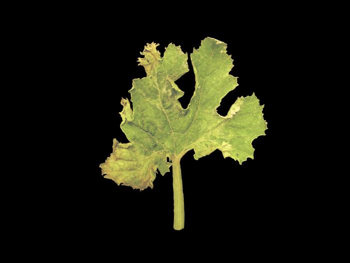 Courges - Virus de la mosaïque du concombre (CMV)