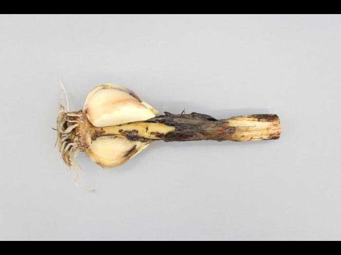 Ail - Anthracnose (Colletotrichum circinans)