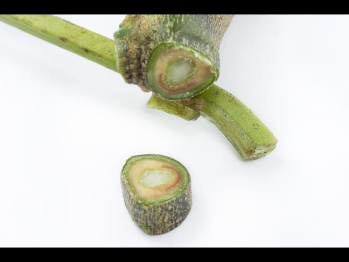 Aubergine - Verticilliose (Verticillium dahliae)