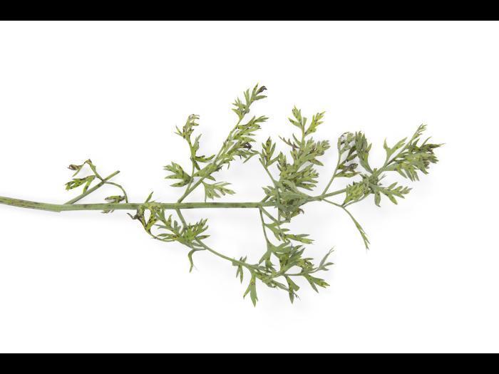 Carotte - Brûlure cercosporéenne (Cercospora carotae)