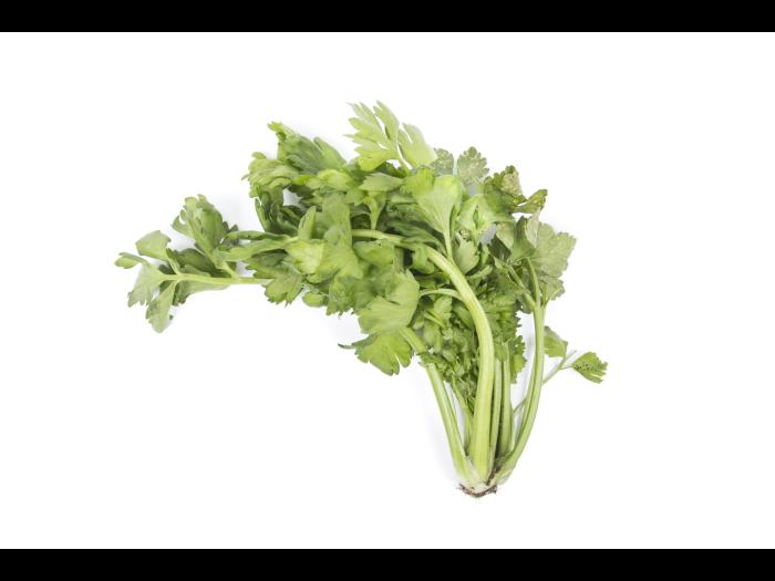 Céleri - Anthracnose (Colletotrichum acutatum)