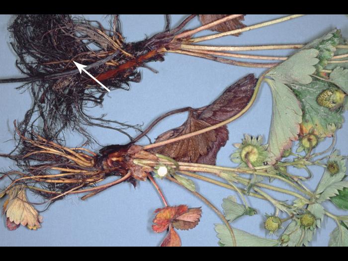 Fraise - Pourriture noire des racines_6