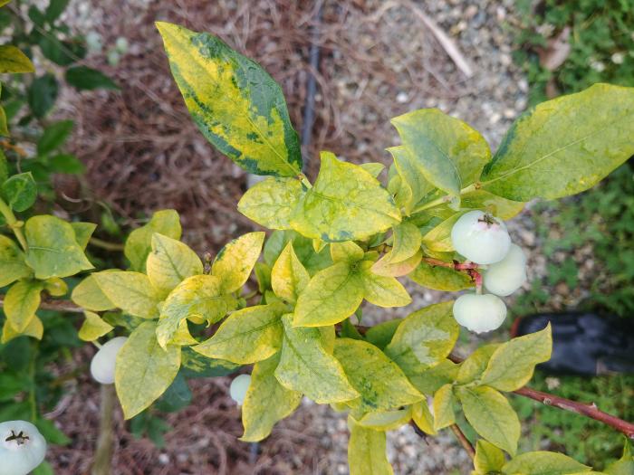 Bleuet - Virus de la mosaïque du bleuet (BlMaV)