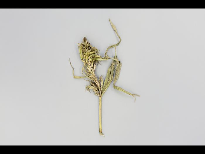 Maïs grain et fourrager - Mildiou (Sclerophthora macrospora)