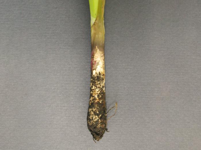 Oignon sec - Pourriture blanche (Sclerotium cepivorum)