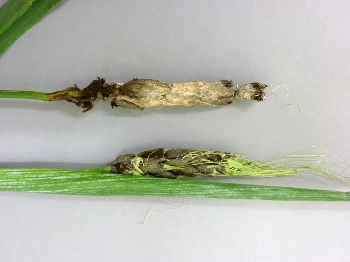 Orge - Charbon vêtu (Ustilago hordei)